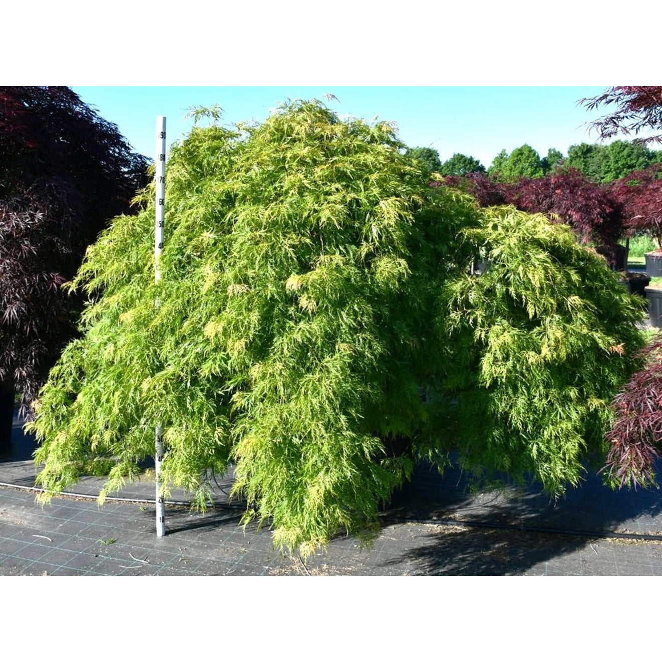 Japansk lönn – Acer palmatum 'Inaba-shidare' - C280 225-250 cm.